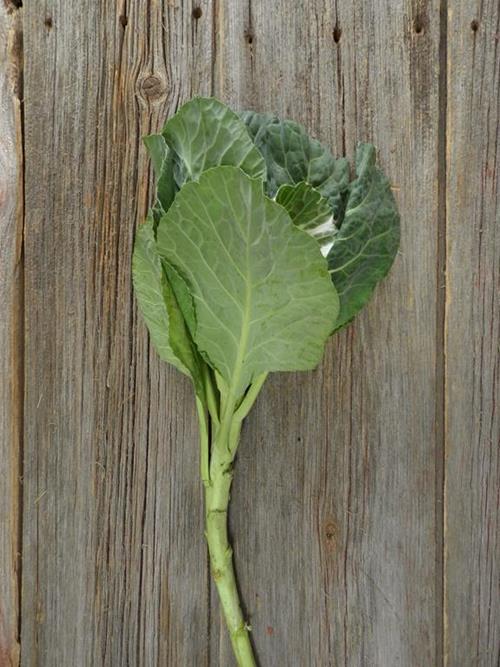 WHITE KALE